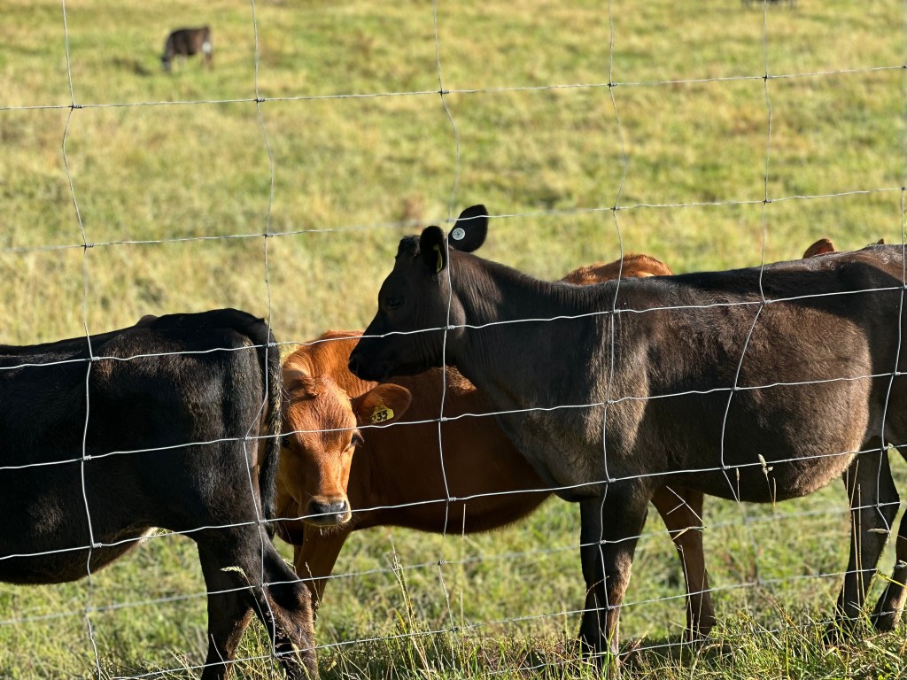 Pelorus Bridge to  Captain Creek&nbsp;Hut