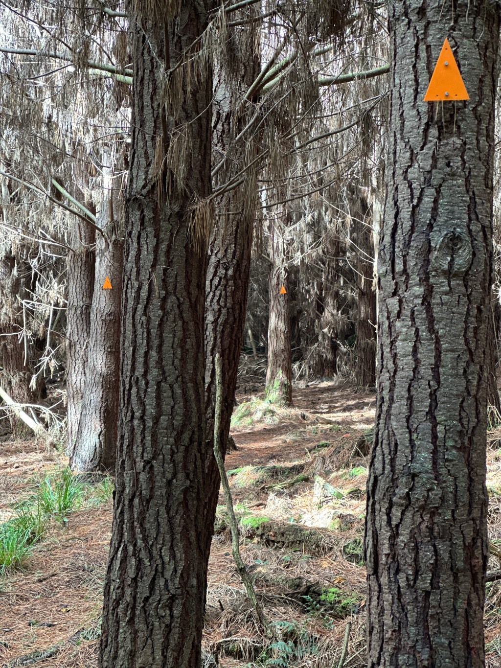 Birchwood to Merriview&nbsp;Hut